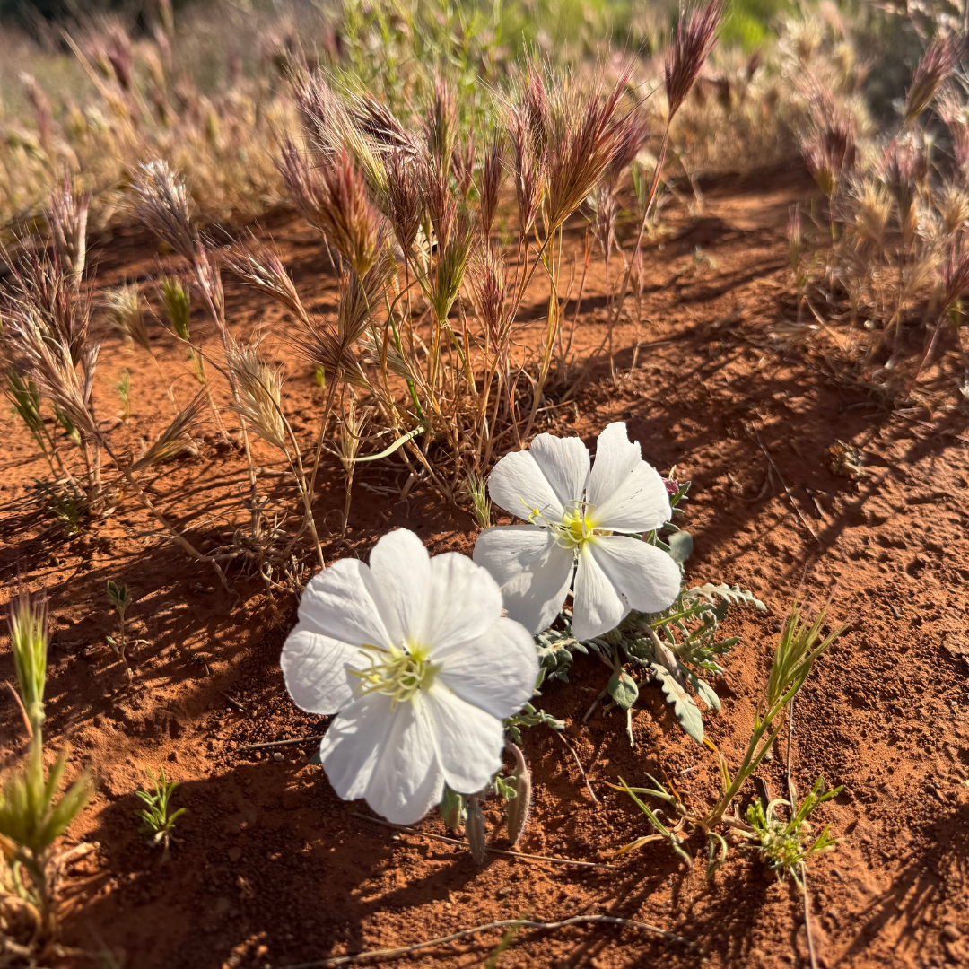 Flowers in Sedona