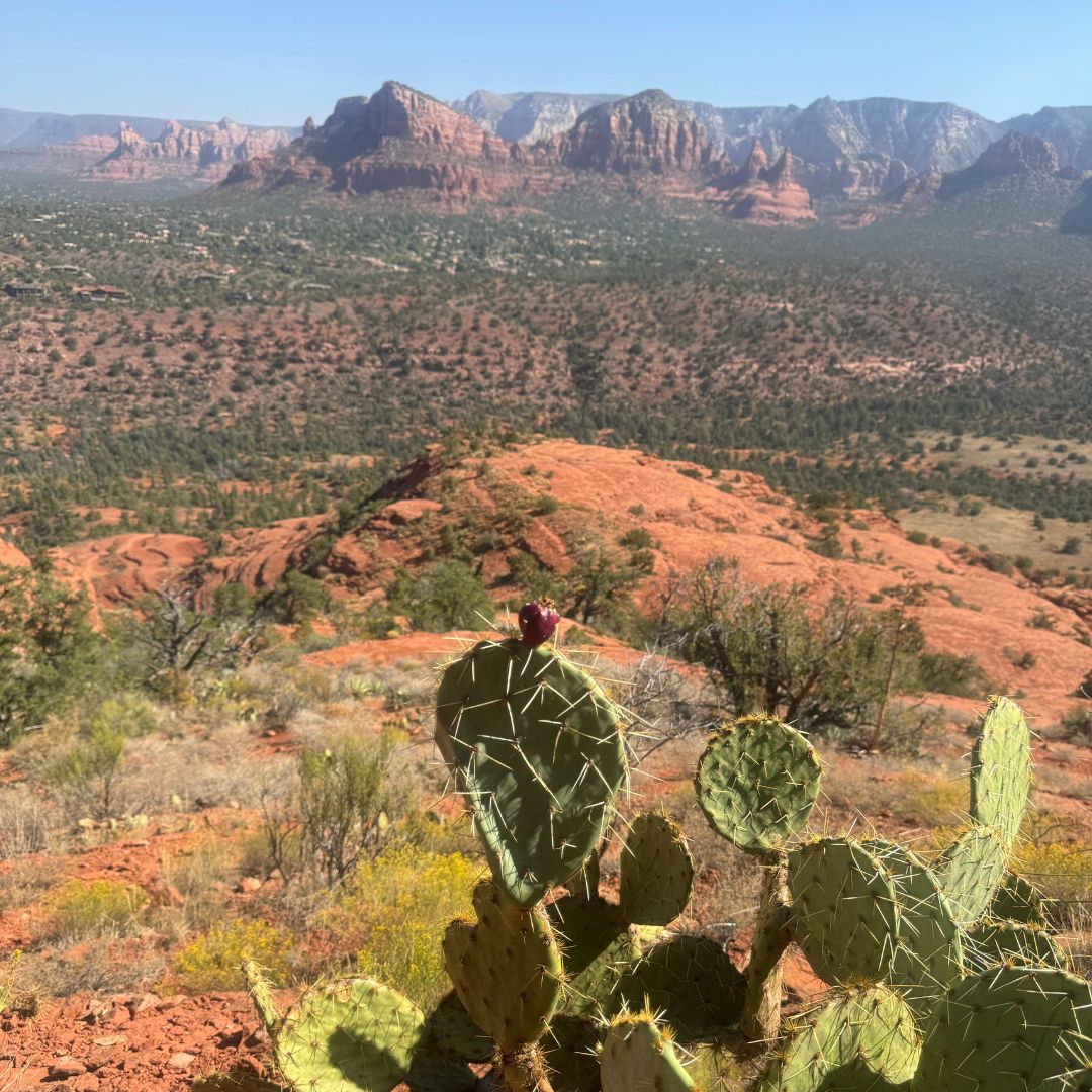 nature in Sedona