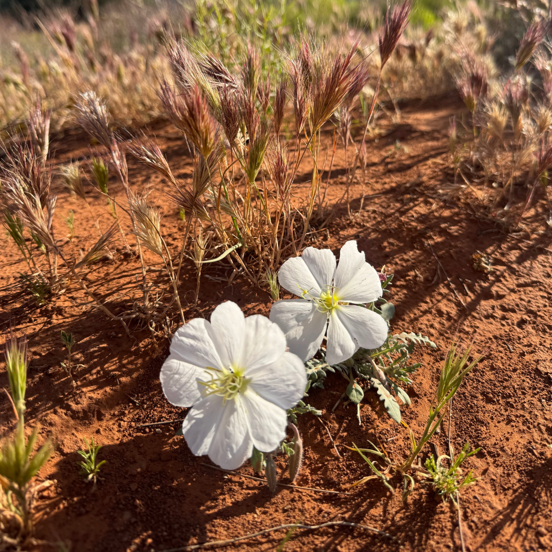 15_1 Flowers in Sedona